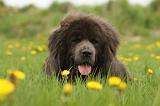 DOGUE DU TIBET 254